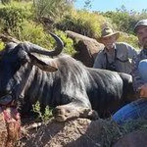 Tootabi Hunting Safaris - 10 Days  - 10 Trophy Animals