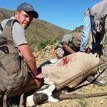 Tootabi Hunting Safaris - 7 Days  - 2 Trophy Animals