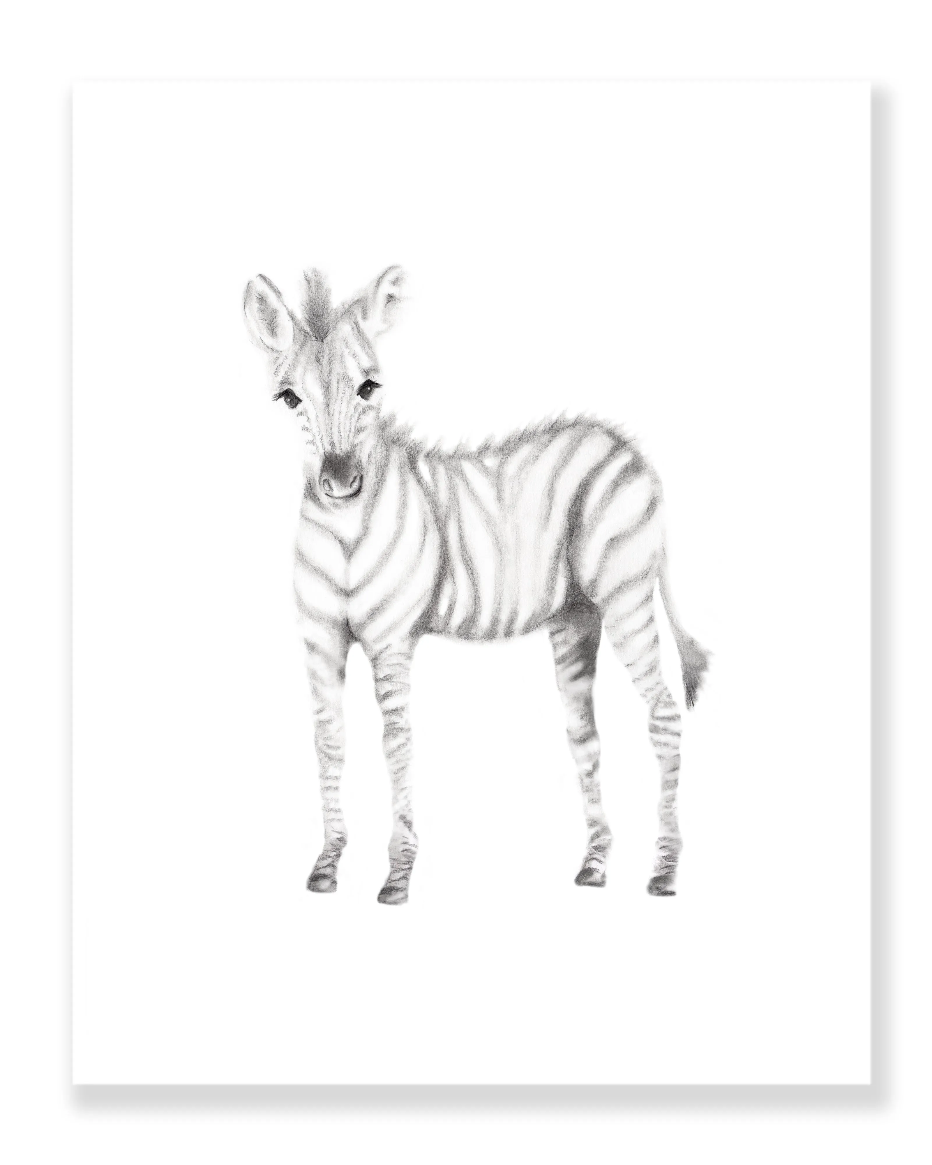 Zebra Pencil Drawing Print